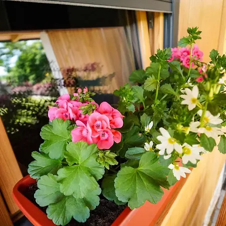 Hisa Na Hribu-apartments & Above River Kolpa *