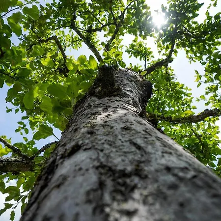 Hisa Na Hribu- A Peaceful Hilltop Escape Above River Kolpa *