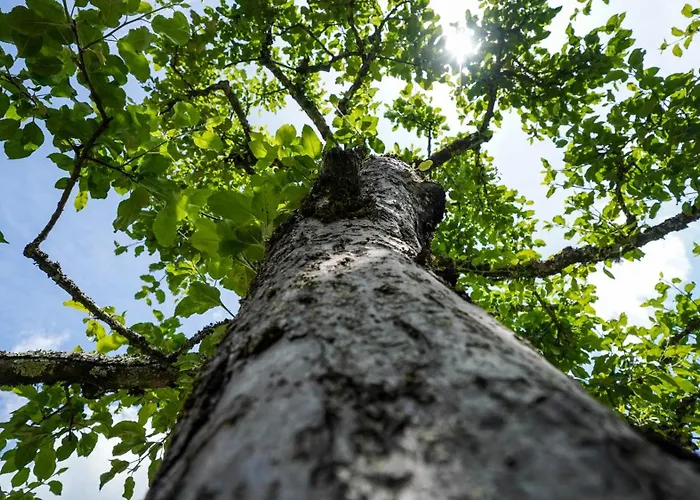 Hisa Na Hribu- A Peaceful Hilltop Escape Above River Kolpa *